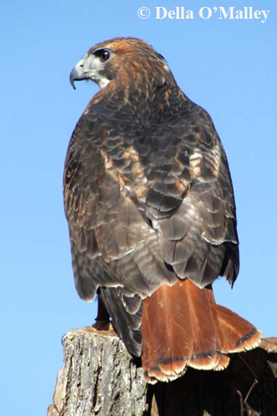 Red Tailed Hawk